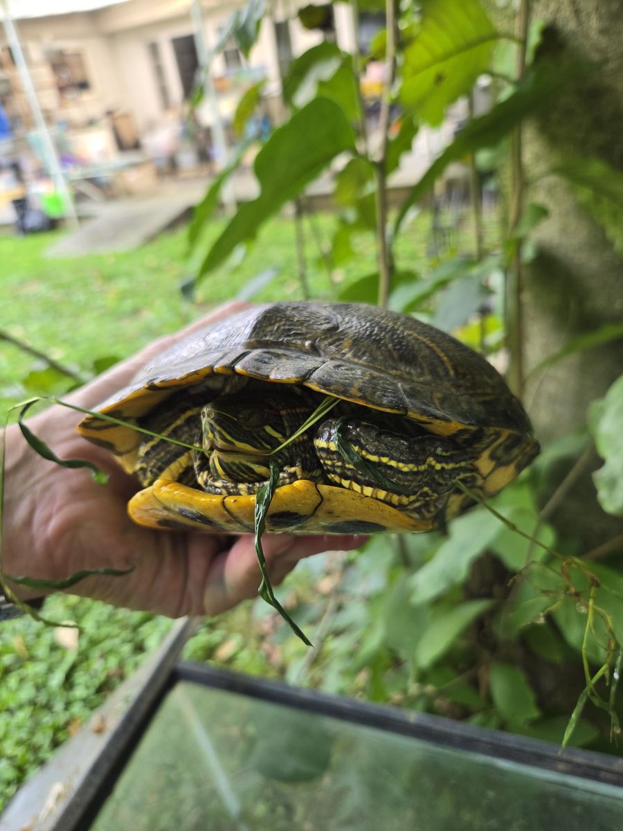 A turtle held up beside its tank