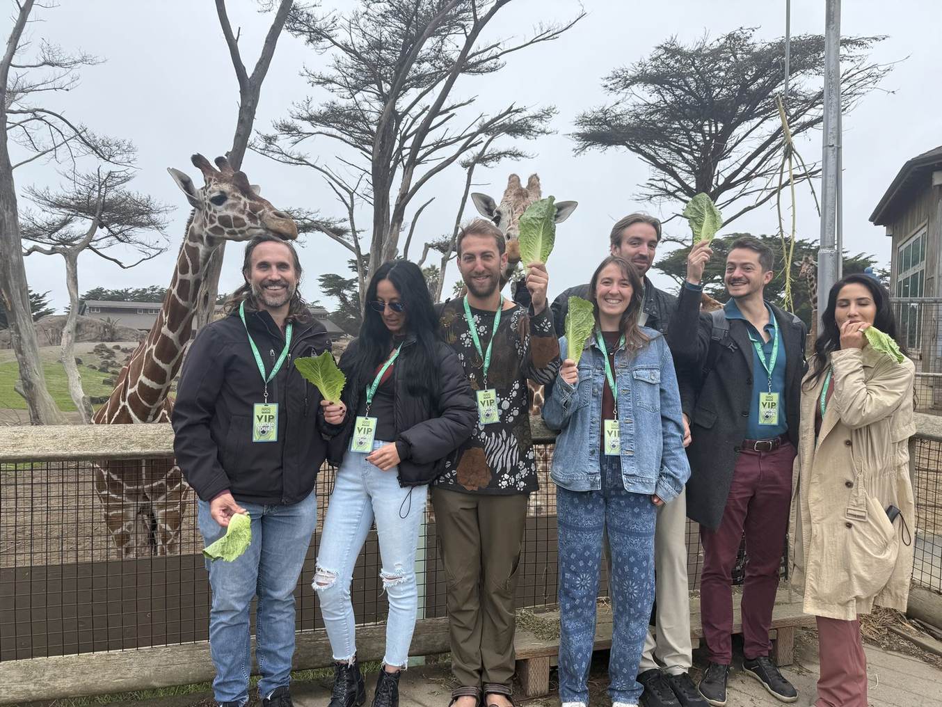 Eight Giraffes holding lettuce in front of a real giraffe at the San Francisco Zoo